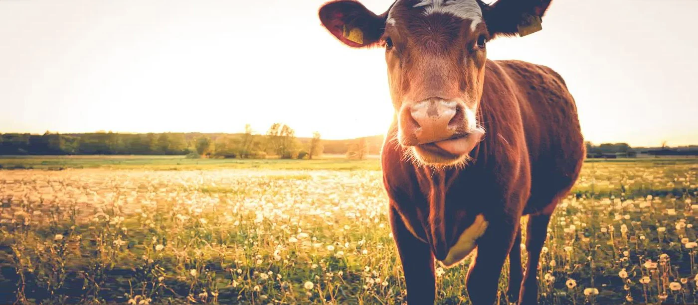 Mitarbeiter Kommunikation &amp; Marketing mit Schwerpunkt Auslandsm&auml;rkte (w|m|d) Hero Image